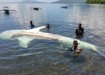 Seekor Hiu Paus Gagal Diselamatkan dari Jerat Pukat Nelayan di Flores
