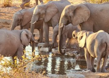 Pemerintah Namibia Dikecam Atas Rencana Menjual 170 Satwa Gajah 1