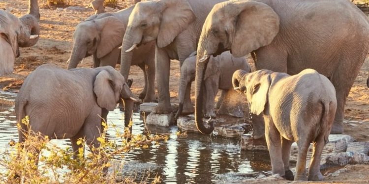 Pemerintah Namibia Dikecam Atas Rencana Menjual 170 Satwa Gajah 1