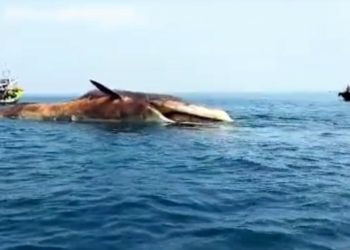 Fenomena Kematian Paus Raksasa Terjadi Secara Beruntun di Perairan Indonesia