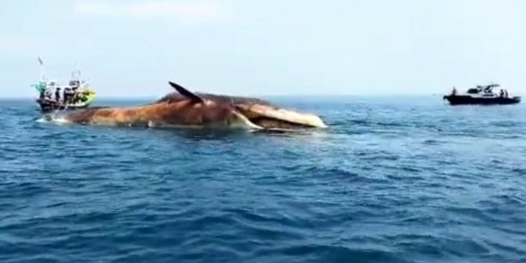 Fenomena Kematian Paus Raksasa Terjadi Secara Beruntun di Perairan Indonesia