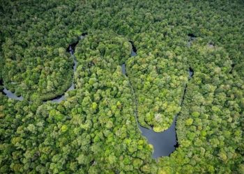 ‘Hentikan Validasi Proyek Karbon Hutan di Sumatera dan Kalimantan’ 1