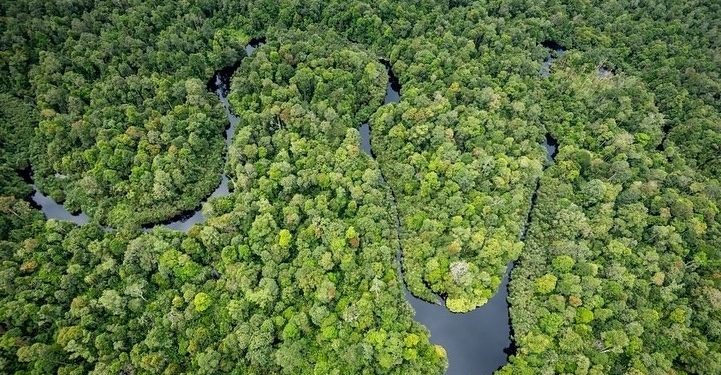 ‘Hentikan Validasi Proyek Karbon Hutan di Sumatera dan Kalimantan’ 1