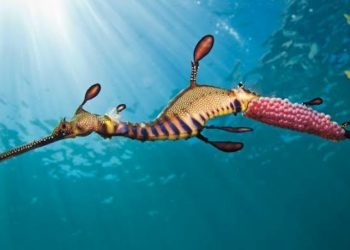 Puluhan Bangkai Spesies Naga Laut Terdampar di Pesisir Australia