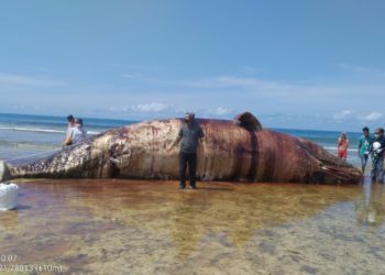 Paus Sperma Ukuran 12,6 Meter Mati Terdampar di NTT, Warga Gelar Ritual Adat