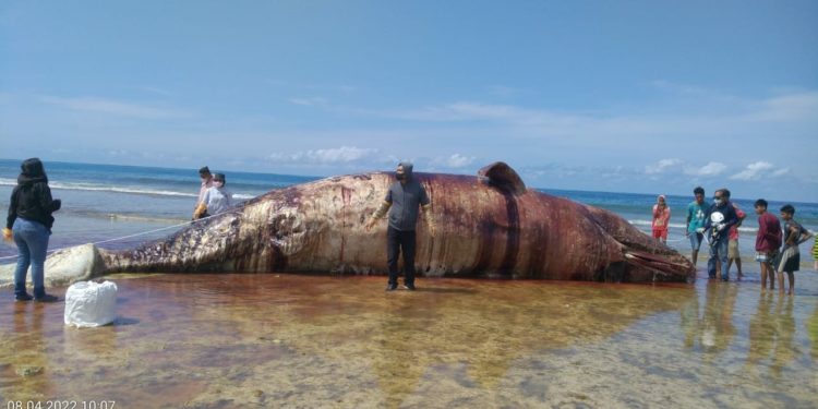 Paus Sperma Ukuran 12,6 Meter Mati Terdampar di NTT, Warga Gelar Ritual Adat