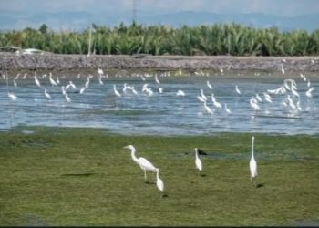 Desa Cinta Raja di Aceh Tawarkan Wisata Bird Watching dari Seluruh Dunia