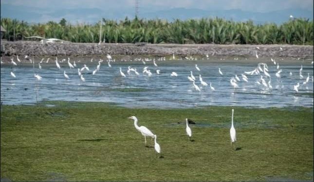 Desa Cinta Raja di Aceh Tawarkan Wisata Bird Watching dari Seluruh Dunia