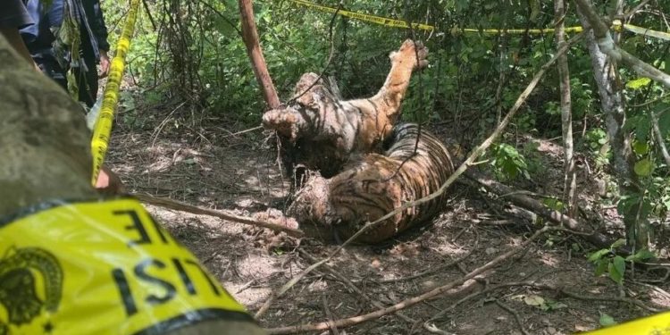 Indonesia Kehilangan Tiga Harimau Sumatera akibat Terkena Jerat