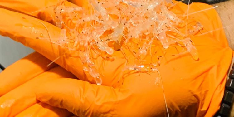 Pemerintah Indonesia Gagalkan Penyelundupan 30.911 Benih Lobster ke Singapura