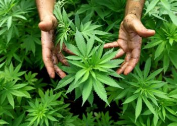 Thailand Legalkan Ganja, Bagaimana Indonesia? 1