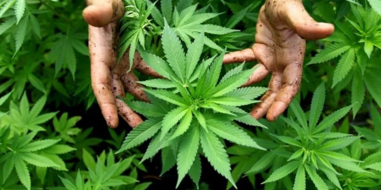 Kontroversi Ganja Di Indonesia: Simak 7 Manfaat Ganja Untuk Kesehatan ...