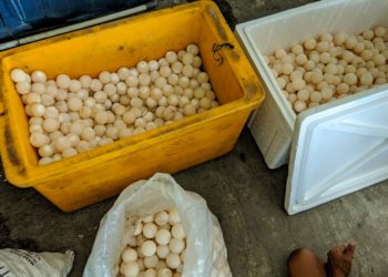 World Ocean Day 2022: Petugas di Indonesia Gagalkan Penyelundupan Ribuan Telur Penyu Sisik