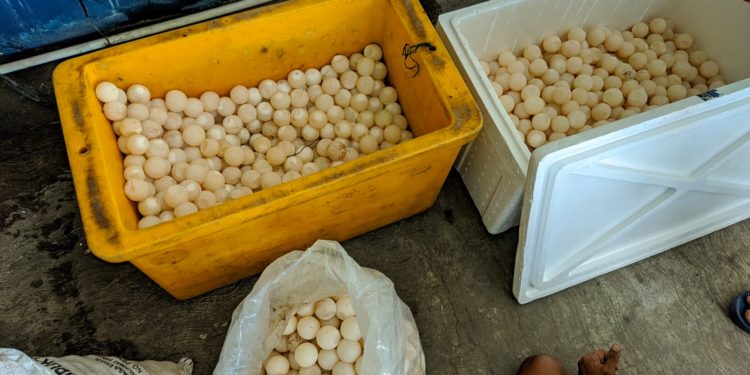 World Ocean Day 2022: Petugas di Indonesia Gagalkan Penyelundupan Ribuan Telur Penyu Sisik 1 World Ocean Day 2022: Petugas di Indonesia Gagalkan Penyelundupan Ribuan Telur Penyu Sisik