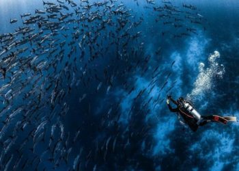 7 Taman Nasional Laut di Indonesia, Keindahannya Diakui Dunia 1