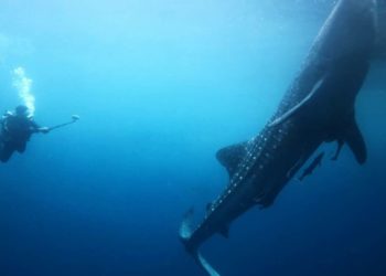 Konferensi Kelautan PBB Lahirkan Deklarasi Global Penyelamatan Laut Lebih Ambisius 3