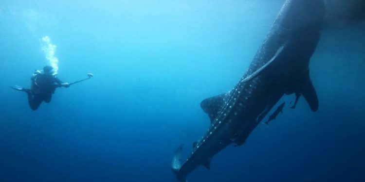Konferensi Kelautan PBB Lahirkan Deklarasi Global Penyelamatan Laut Lebih Ambisius 1
