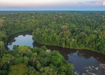 Konservasi Hutan Hujan di Suriname Menginspirasi Dunia 2