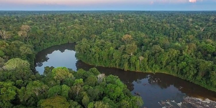 Konservasi Hutan Hujan di Suriname Menginspirasi Dunia 1