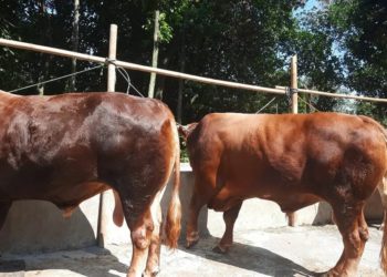 3 Pelajaran Utama Hari Raya Kurban atau Idul Adha 3