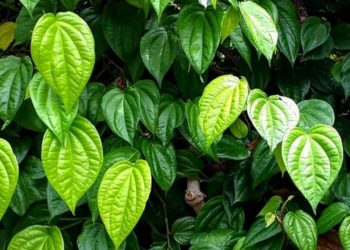 10 Manfaat Daun Sirih untuk Kesehatan, dari Kolesterol hingga Diabetes 2