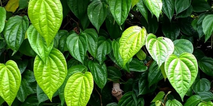 10 Manfaat Daun Sirih untuk Kesehatan, dari Kolesterol hingga Diabetes 1