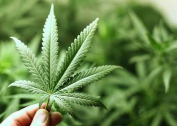 Indonesia Izinkan Riset Ganja untuk Obat Medis