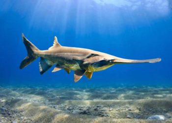 IUCN Umumkan Kepunahan Spesies Paddlefish China dan Sturgeon Yangtze