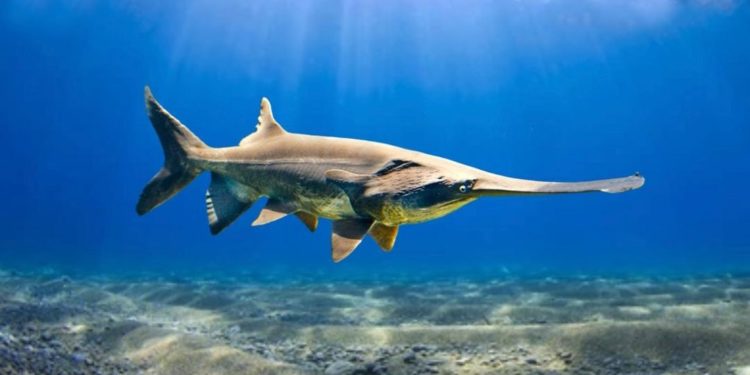 IUCN Umumkan Kepunahan Spesies Paddlefish China dan Sturgeon Yangtze
