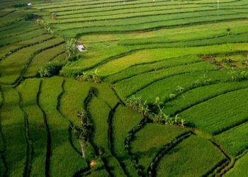 IPB University Indonesia Ciptakan Inovasi Varietas Padi 9G, Solusi Krisis Pangan Dunia 1
