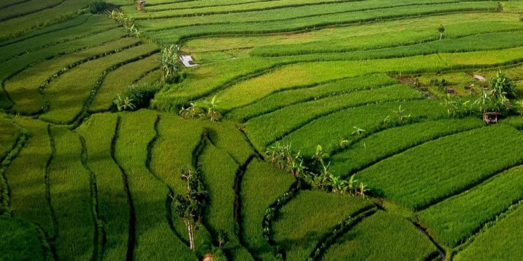 Mitigasi Krisis Pangan Dunia, Indonesia Fokus Bangun Lumbung Pangan 1