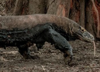 Indonesia Pasang Tarif 3,7 Juta Masuk Kawasan Taman Nasional Komodo
