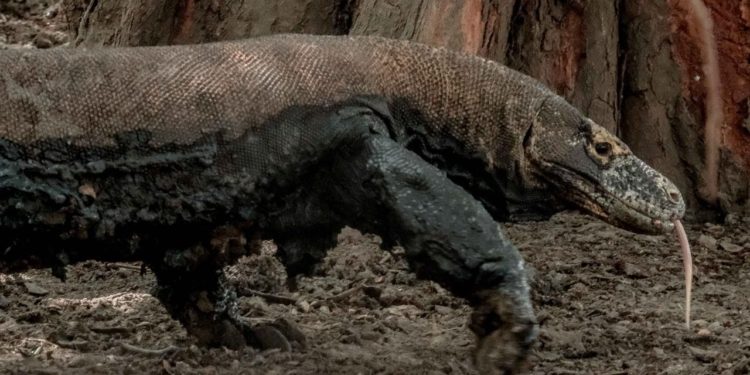 Indonesia Pasang Tarif 3,7 Juta Masuk Kawasan Taman Nasional Komodo