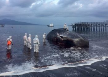 Tragis, Paus Sperma Ukuran 16 Meter Gagal Diselamatkan dari Pesisir Banyuwangi 2