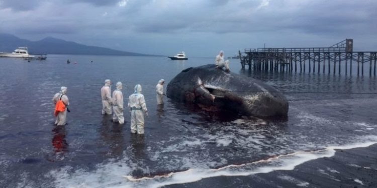 Tragis, Paus Sperma Ukuran 16 Meter Gagal Diselamatkan dari Pesisir Banyuwangi 1