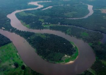 Konservasi Sungai Kampar: Masyarakat Adat Dilibatkan untuk Lestarikan Ikan Belida 3