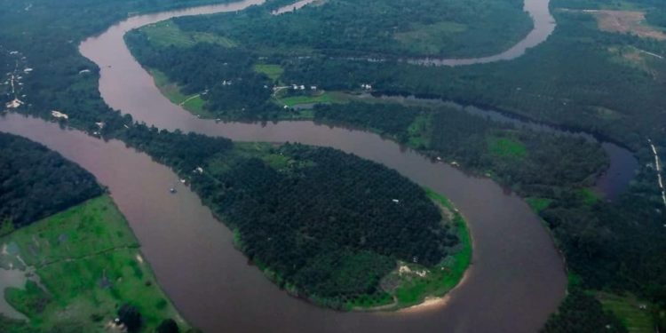 Konservasi Sungai Kampar: Masyarakat Adat Dilibatkan untuk Lestarikan Ikan Belida 1