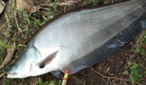 Konservasi Sungai Kampar: Masyarakat Adat Dilibatkan untuk Lestarikan Ikan Belida 3