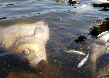 Bencana Ekologi di Jerman dan Polandia, Bangkai Ikan Memenuhi Sungai Oder 2