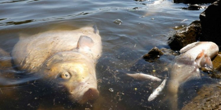 Bencana Ekologi di Jerman dan Polandia, Bangkai Ikan Memenuhi Sungai Oder 1
