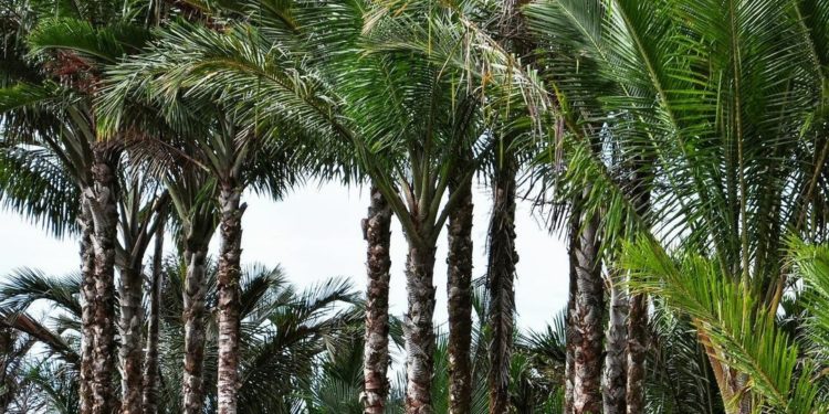 Indonesia Segera Bangun Pabrik Sagu, Alternatif Pengganti Gandum 1