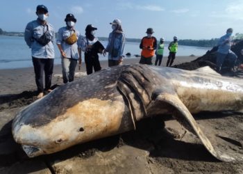 Hiu Paus Totol Ukuran 1 Ton Mati Terdampar di Kulon Progo