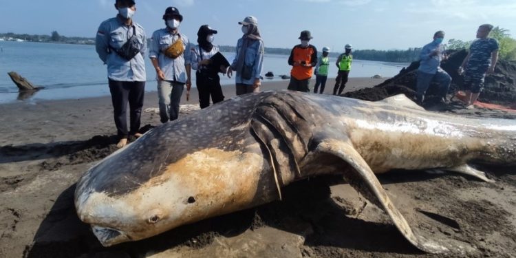 Hiu Paus Totol Ukuran 1 Ton Mati Terdampar di Kulon Progo
