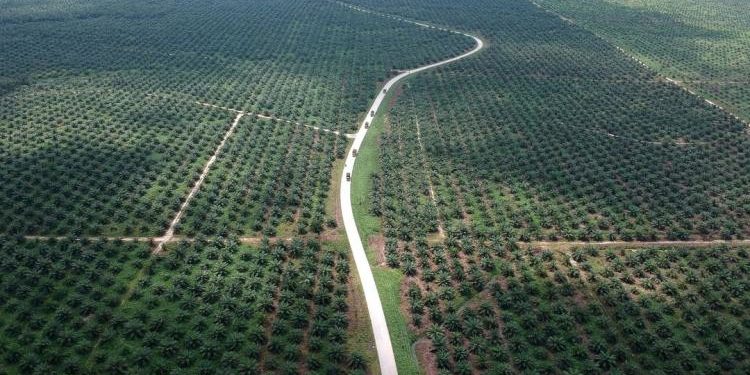 Indonesia Dirugikan Rp78 Triliun, Surya Darmadi Terus Diburu KPK dan Kejagung