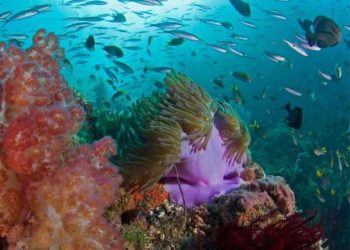 Investasi $40 Juta, Minderoo Foundation dan Illumina Kolaborasi dalam Konservasi Laut