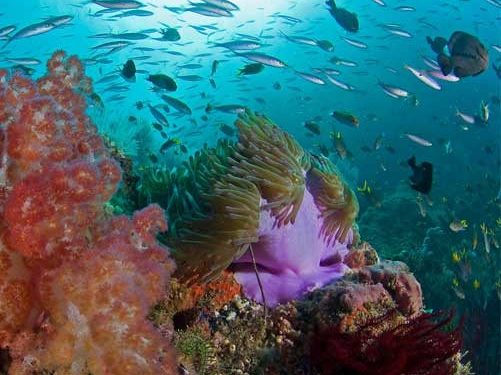 Investasi $40 Juta, Minderoo Foundation dan Illumina Kolaborasi dalam Konservasi Laut