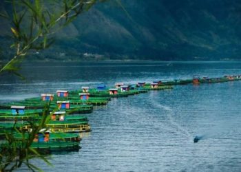 Pertama di Indonesia, Budidaya Ikan Tilapia Regal Springs Raih Sertifikat ASC
