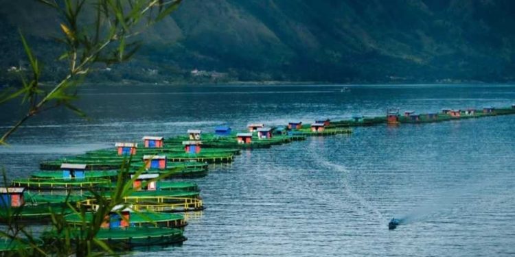 Pertama di Indonesia, Budidaya Ikan Tilapia Regal Springs Raih Sertifikat ASC