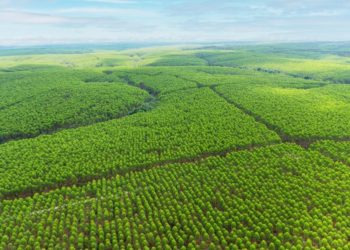 Indonesia Dorong Kesetaraan dalam Sertifikasi Pengelolaan Hutan Lestari