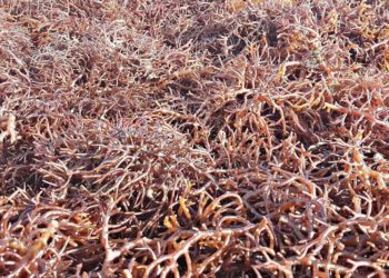 Tarakan Ekspor Perdana 52,4 Ton Rumput Laut ke Vietnam 1